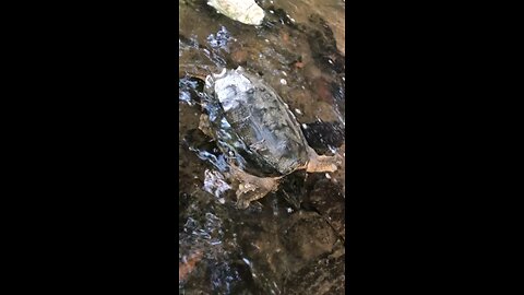 Biggest Snapper ever!