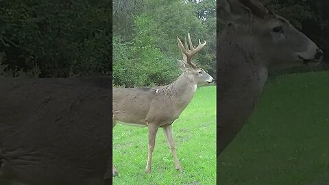 How old do you think he is?🦌 #deer #deerhunting #deermanagement