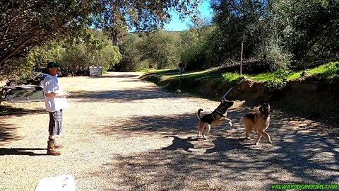 Dogs chasing drone