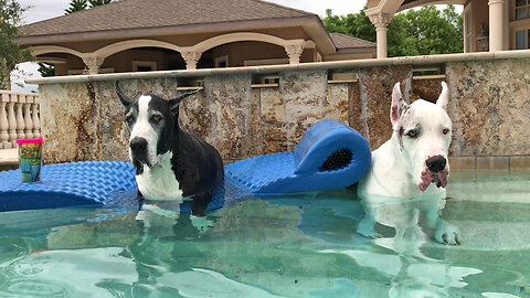Laid Back Great Danes Enjoy A Five O'Clock Somewhere Dip & Sip in The Pool
