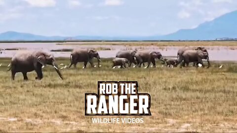 Elephants In Amboseli | Livestream From Zebra Plains | Zebra Plains