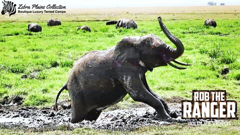 Amboseli Elephant Playing In Mud | Zebra Plains Safari