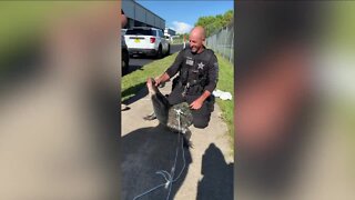 Gator wrangled near Lexington Middle School