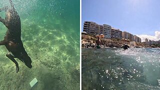 Water-loving Pup Shows His Underwater Rock Diving Skills