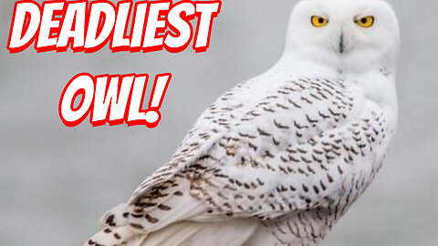 The Deadliest Snow Owl!