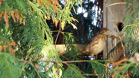 Birds In A Pine Tree
