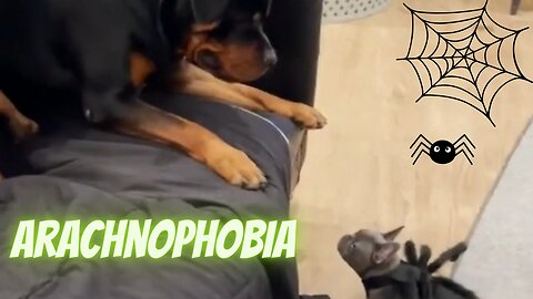 Arachnophobia (Dogs Series 2)