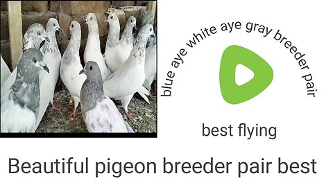 Blue Iaye white aye gray breeder pair pigeon beautiful