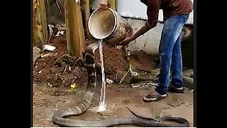 WATCH: Deadly King Cobra enjoying a cold water shower