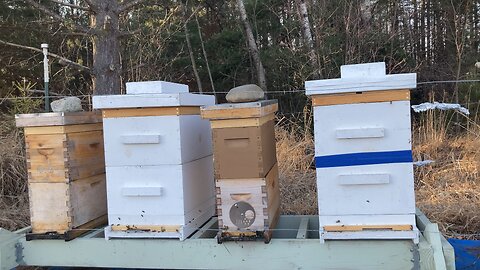 Wisconsin Honey Bees 2/3/2024