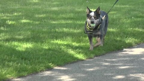 Eagle Island State Park implements new off-leash dog pilot program