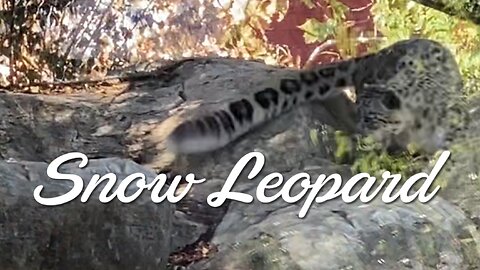 Snow Leopard at Chattanooga ZOO