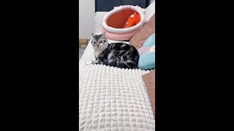 Funny Cats videos