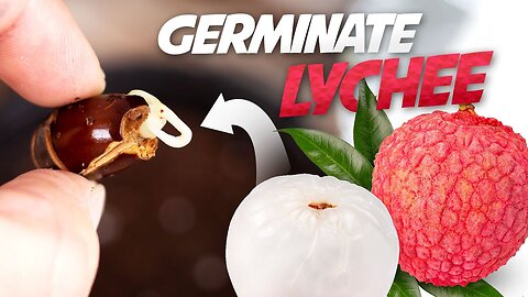 How To Grow Lychee Plant from Seed - Germinate Lychee Seed Successfully Every Time!