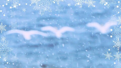 Winter Wonderland: Beautiful Birds Dancing with the Wind and Waves on Lake Ontario