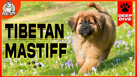 EVERYTHING You NEED To KNOW About The TIBETAN MASTIFF