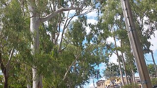 crazy cockatoo acting on rainbow birda