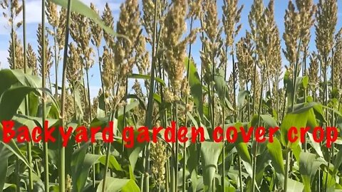 Planting sorghum sudangrass garden cover crop zone 9A