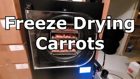 Freeze Drying Carrots