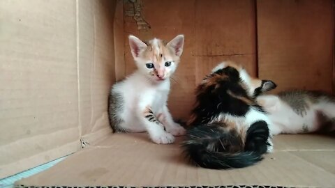 Anak Kucing Cemong Telon 3 Yang Lucu