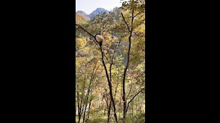 Giant pandas who love climbing trees