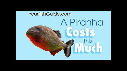 If You Want To Buy A Piranha This Is How Much They Cost: A MUST WATCH