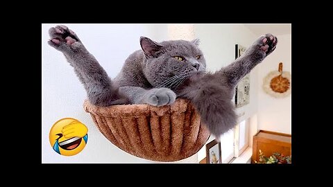 Funny Animal Videos 2023 😂 - Best Dogs And Cats Videos 😺😍 #funnyvideos