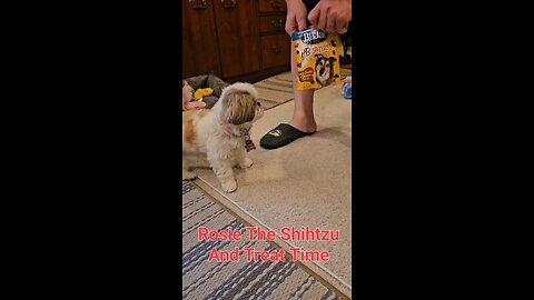 AMAZON FINDS-Rosie The Shihtzu And Her Favorite Treats Bil-Jac PBnanas Soft Treats for Dogs