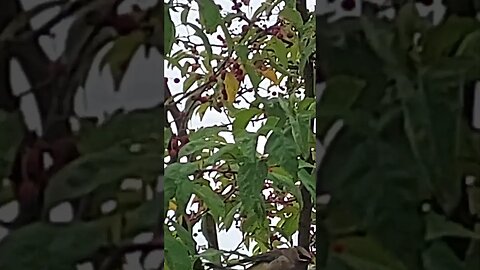 Cedar Waxwing Feasts on Donald Wyman Crabapple Tree Berries