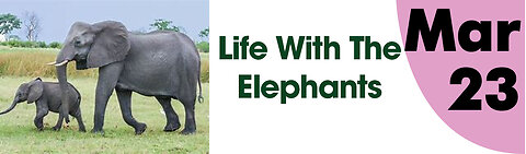 Life with the Elephants