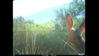 Mule Deer and Baby Deer Fawns