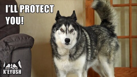 I'm PROTECTED From the neighbors by my husky!