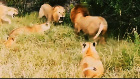 Adult Lions Fighting _ Lioness fight vs oldest lion.mp4