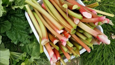 Picking Rhubarb before the SNOW!