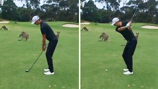 Golfer's round interrupted by mob of...kangaroos?