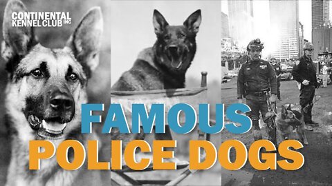 Famous Police Dogs | CKC's Talkin' Dogs List Show