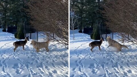 Excited pup really wants to play with friendly deer