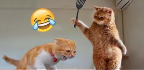 Funny animal videos compilation V4