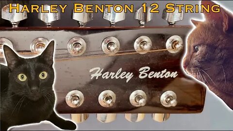 Cats, cats cats and an older Harley Benton 12 String. Amazing guitar for the price. NEW just £95!