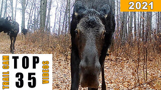 Best Trail Cam Footage - From Our Homestead