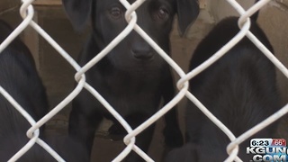 Humane Society takes in puppies rescued from Mexico