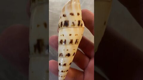 Pouring Molten Silver Into a Seashell