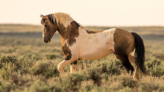 Traveler Wild Stallion of McCullough Peaks in Wyoming by Karen King