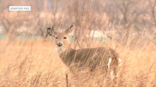 Parks to close for deer removal in East Lansing and Meridian Township