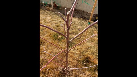 Pruning new fruit trees