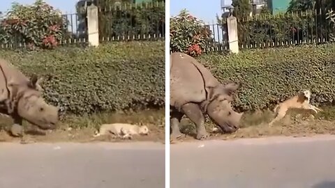 Rhino nudges dog sleeping on the road. What happened next is now a funny viral video