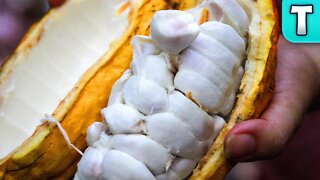 Cacao Fruit | Fruits Youve Never Heard Of (Theobroma cacao)