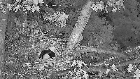 Hays Eagles V laying the nest bowl at Cam up! Mom vocals heard, cam tree direction. 10-12-23 7:05am
