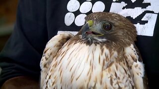 Check This Out: Red-tailed hawk rescued after being stuck in car's grill