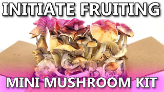 Start Fruiting Mushrooms - Mini Mushroom Kit CAD